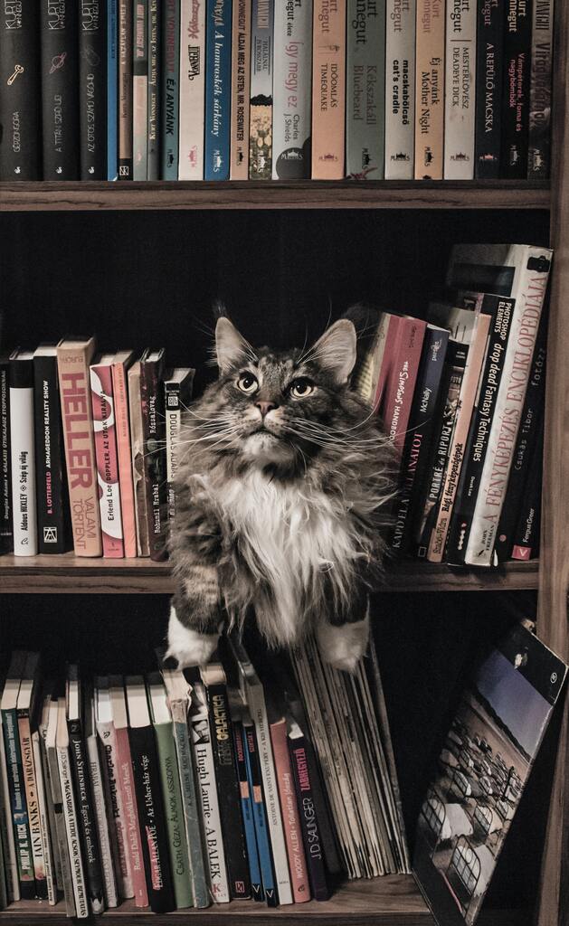 Chat sur une bibliothèque