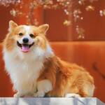 Corgi