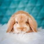 Lapin couleur crème couché sur de la fausse fourrure blanche